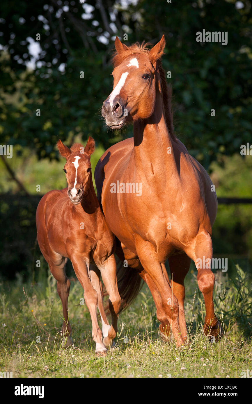 American Quarter Horse Stock Photo Alamy
