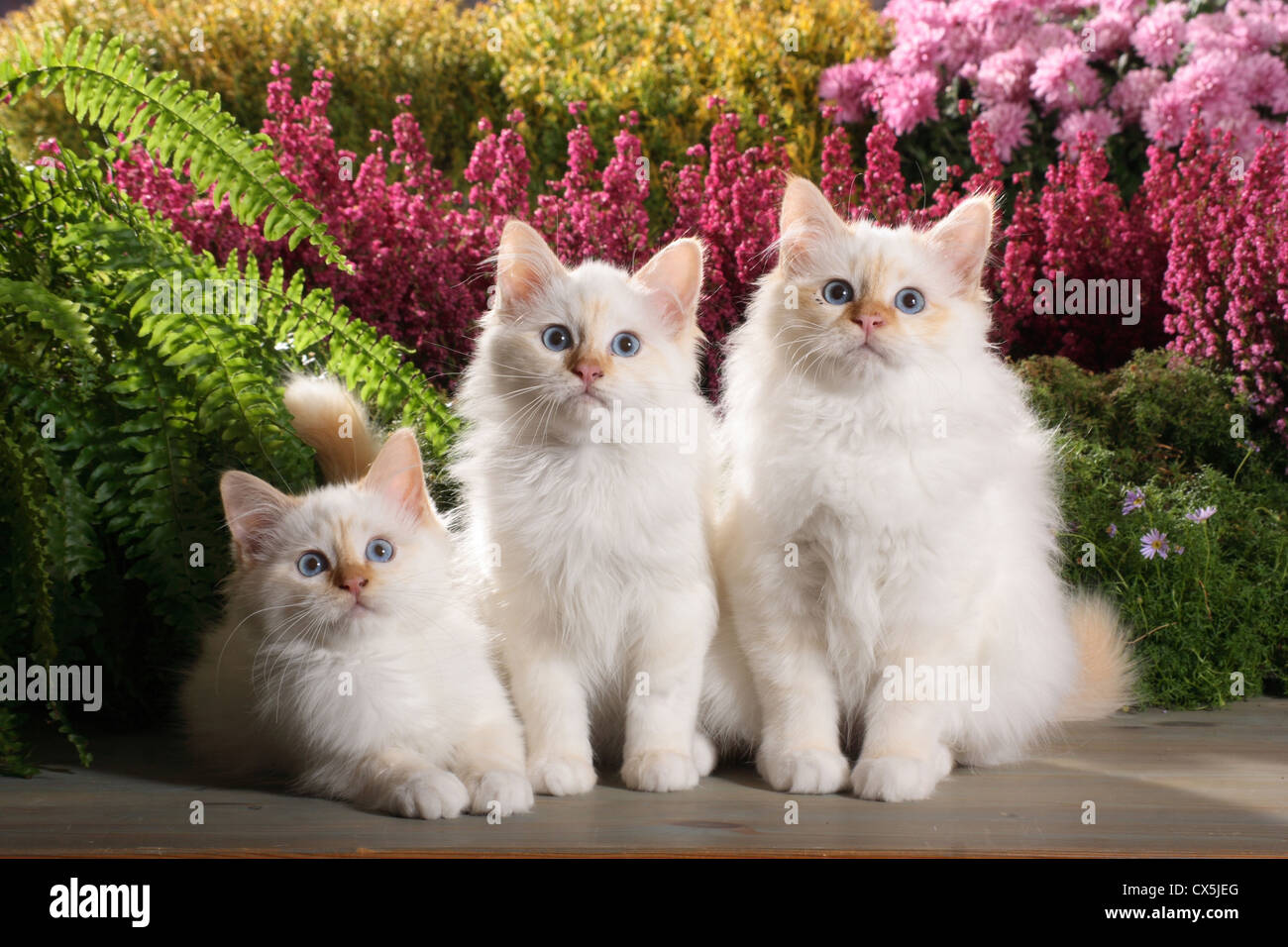 Sacred Birman, Birman Stock Photo - Alamy