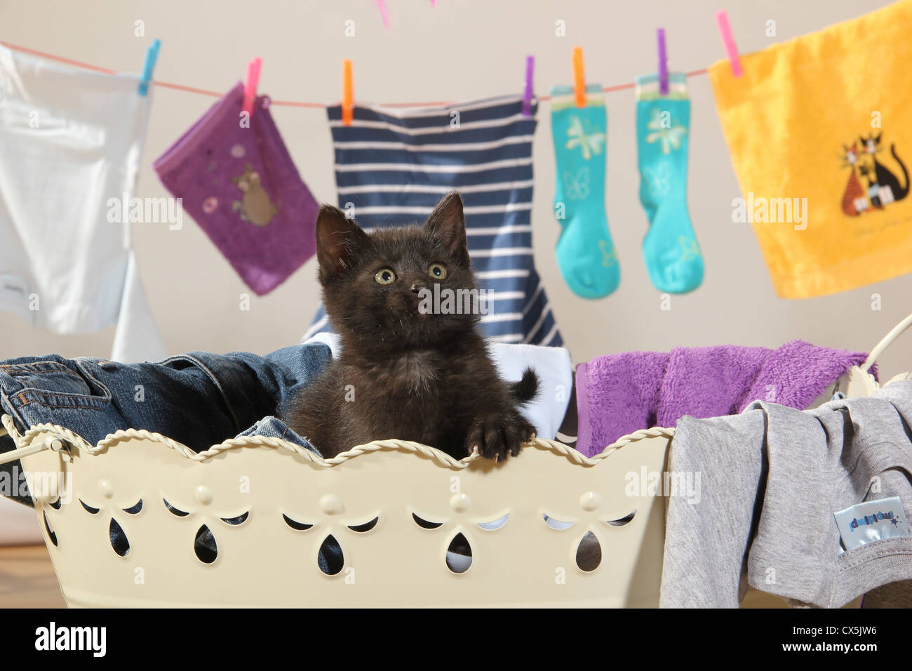 Domestic cat. Kitten (49 days) sitting in a hamper with clothes on a