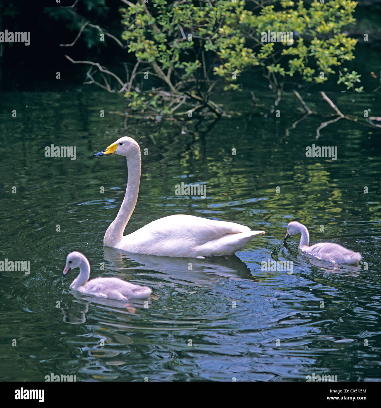 Whooper Swan (Cygnus cygnus), adult with cygnets on water Stock Photo