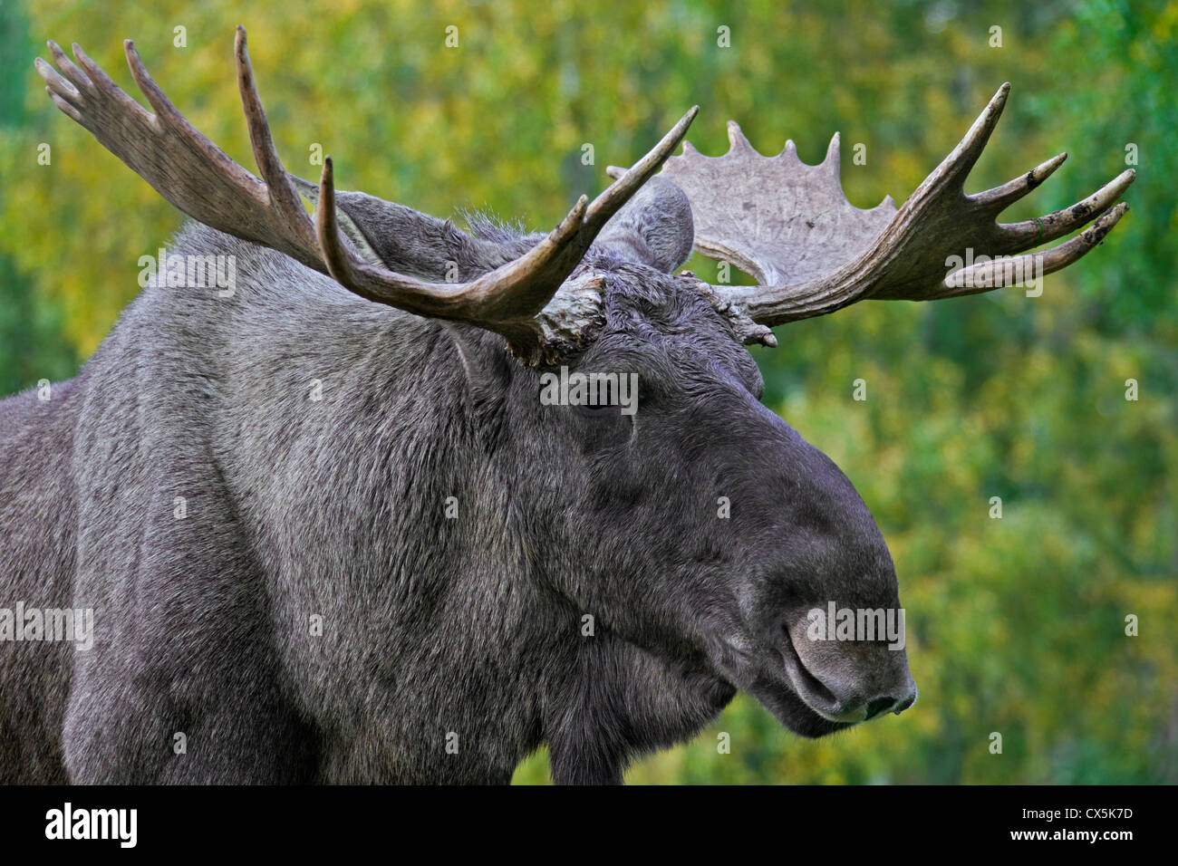 Moose / Eurasian elk (Alces alces) bull in the taiga in autumn, Värmland, Sweden Stock Photo