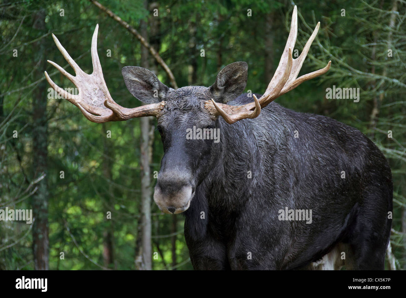 Close-up of Moose / Eurasian elk (Alces alces) in the taiga in autumn, Värmland, Sweden Stock Photo