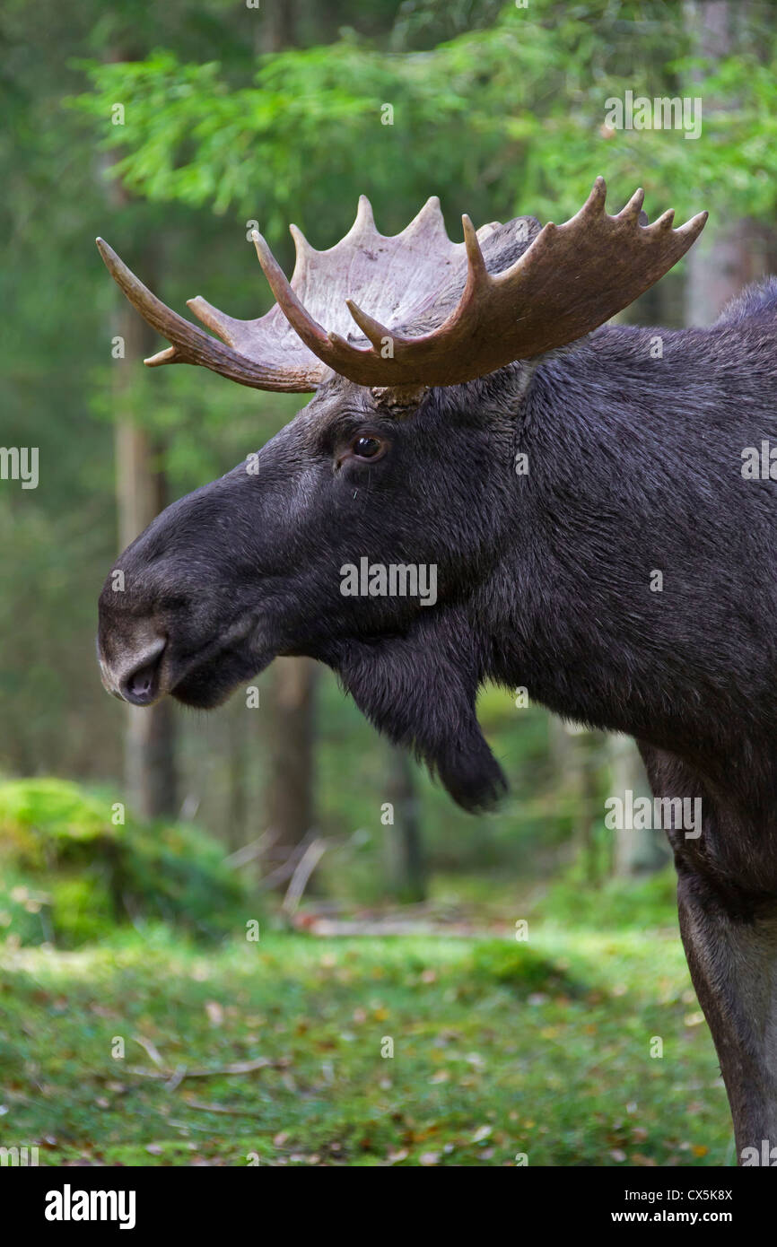 Close-up of Moose / Eurasian elk (Alces alces) in the taiga in autumn, Värmland, Sweden Stock Photo