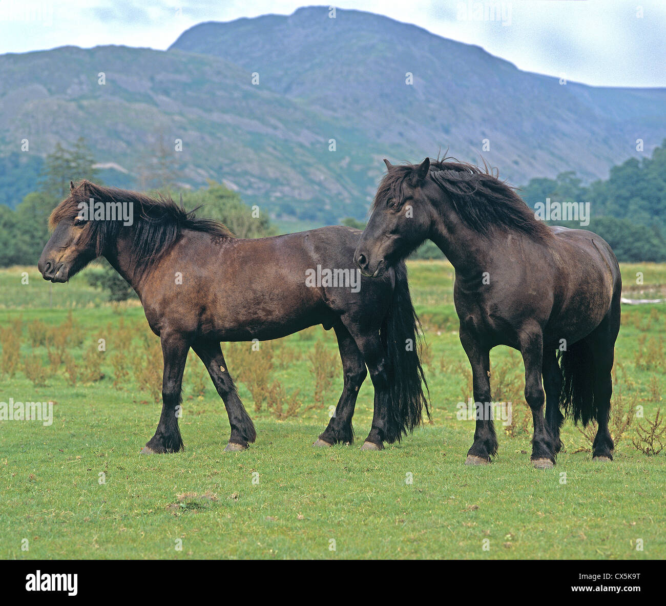 Dales pony hires stock photography and images Alamy