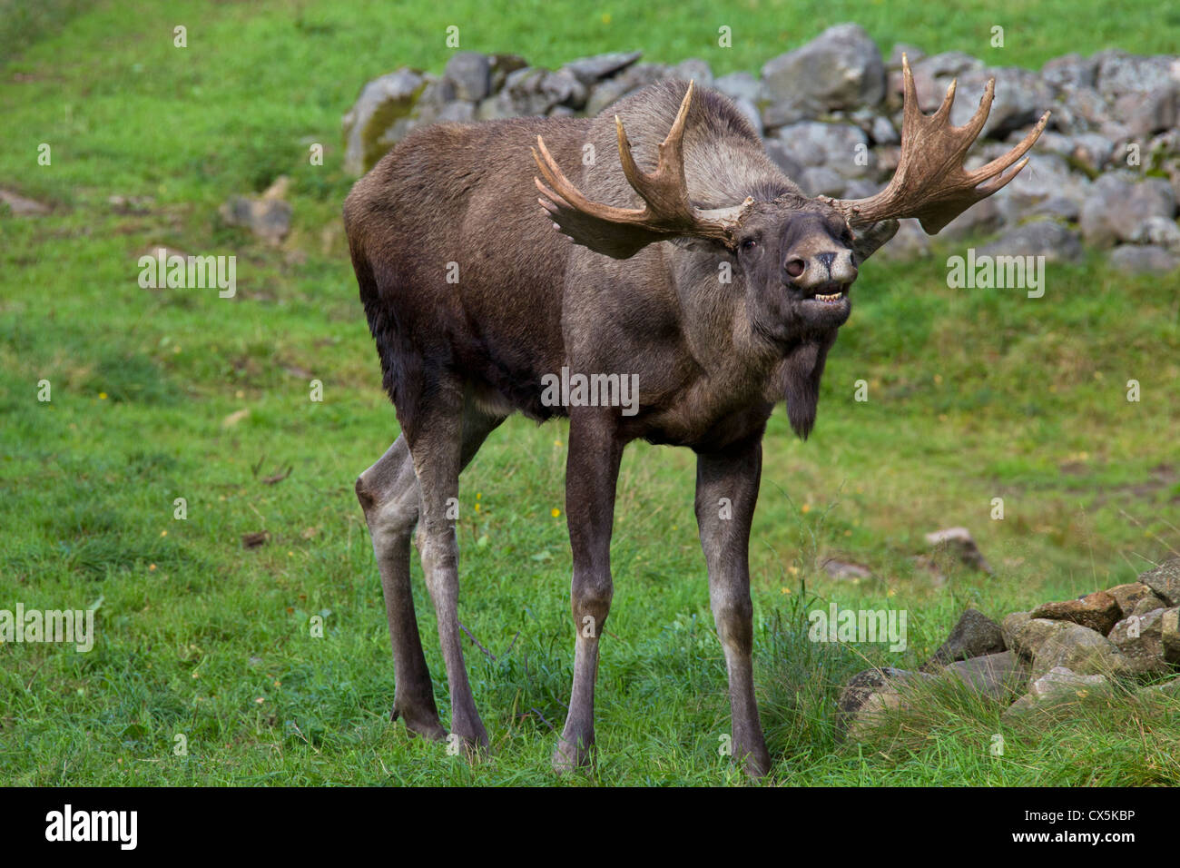 Moose / Eurasian elk (Alces alces) calling during the rut in autumn, Värmland, Sweden Stock Photo