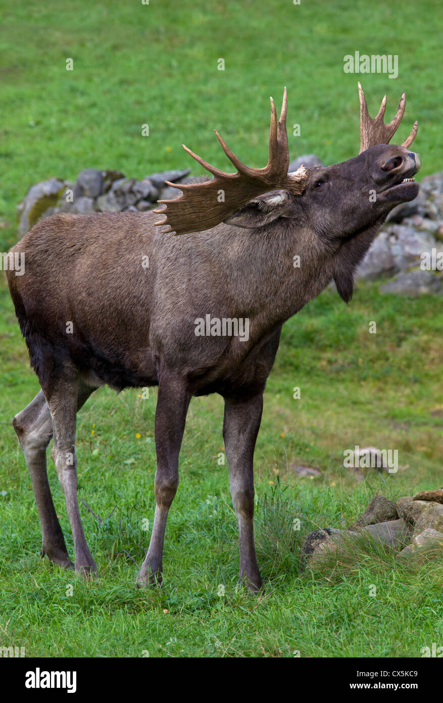 Moose / Eurasian elk (Alces alces) calling during the rut in autumn, Värmland, Sweden Stock Photo