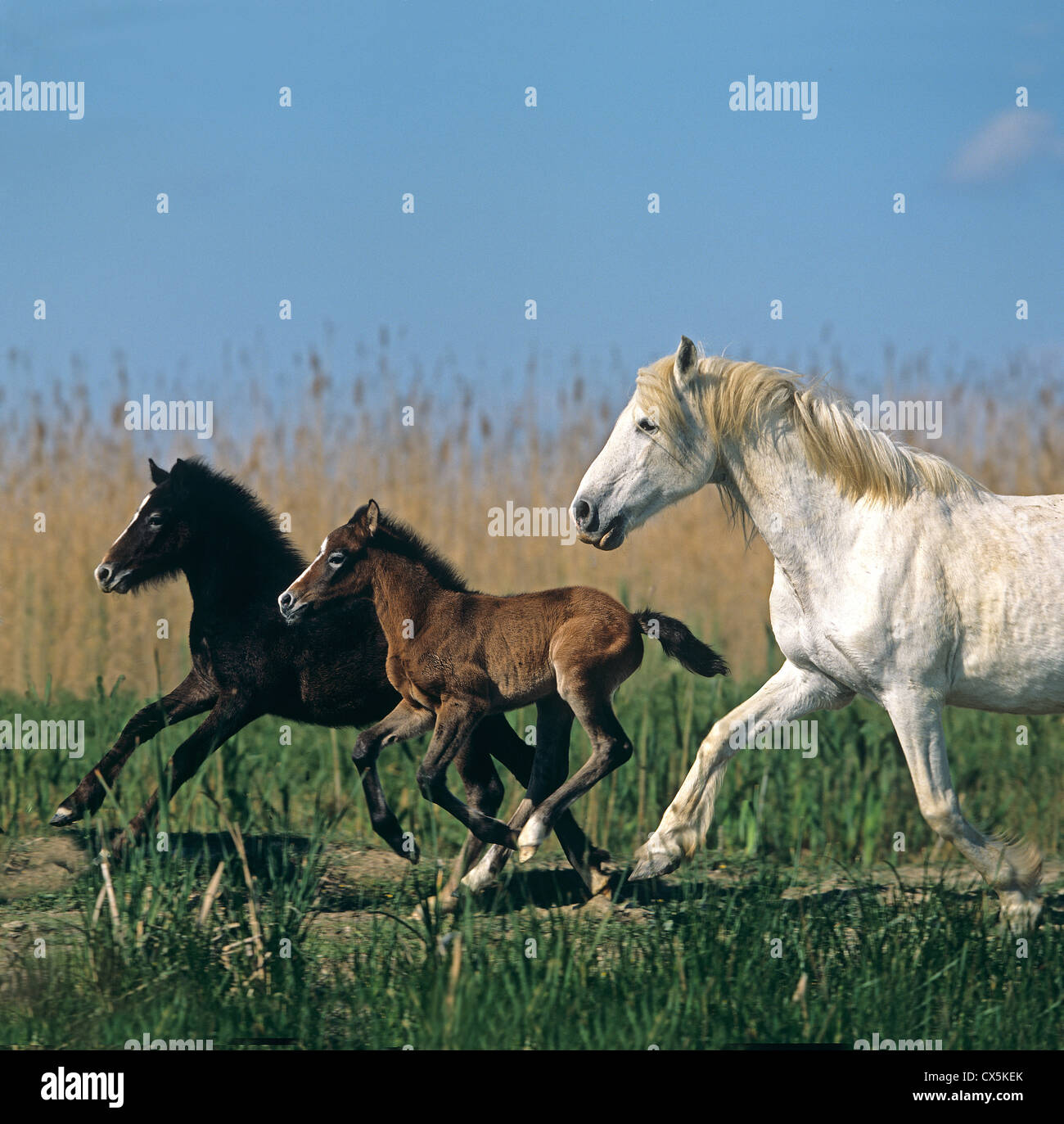 Camargue Horse Stock Photo