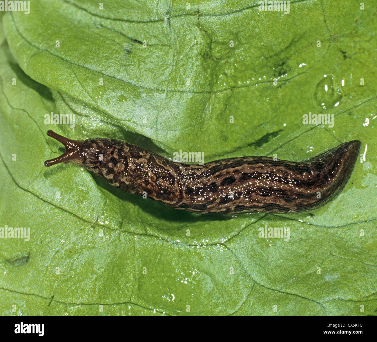 Keelback Slug (Limax tenellus) on a lettuce leaf Stock Photo