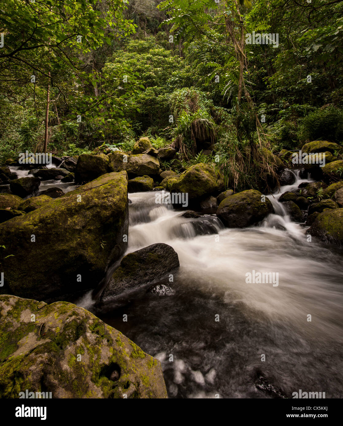 Hawaii moss hires stock photography and images Alamy