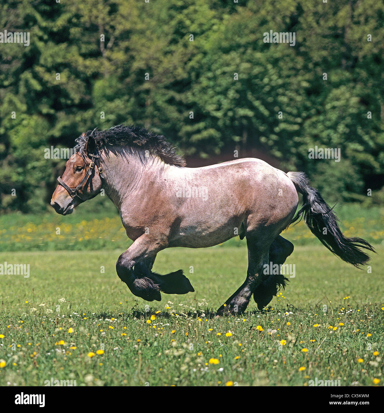 Belgian Draft Horse Stock Photo Alamy
