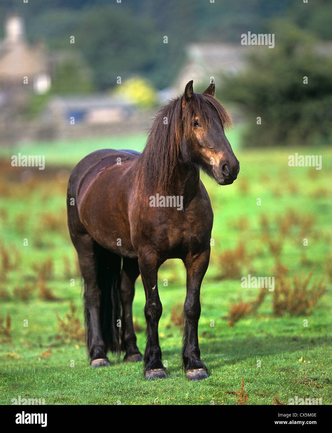 Dales Pony. Adult standing on a pasture, England Stock Photo Alamy