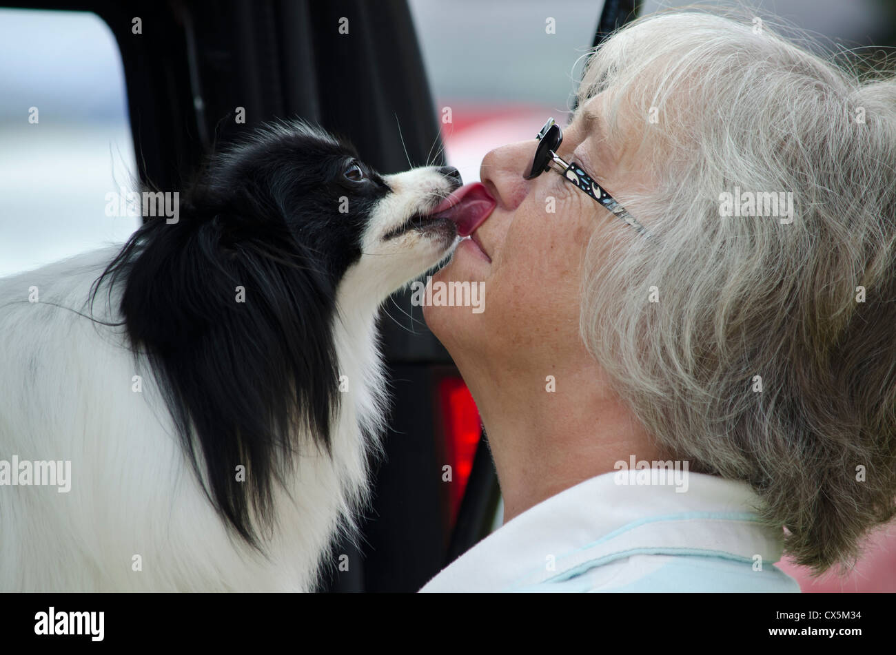 Dog licking his owner at a dogs show Essex UK Stock Photo