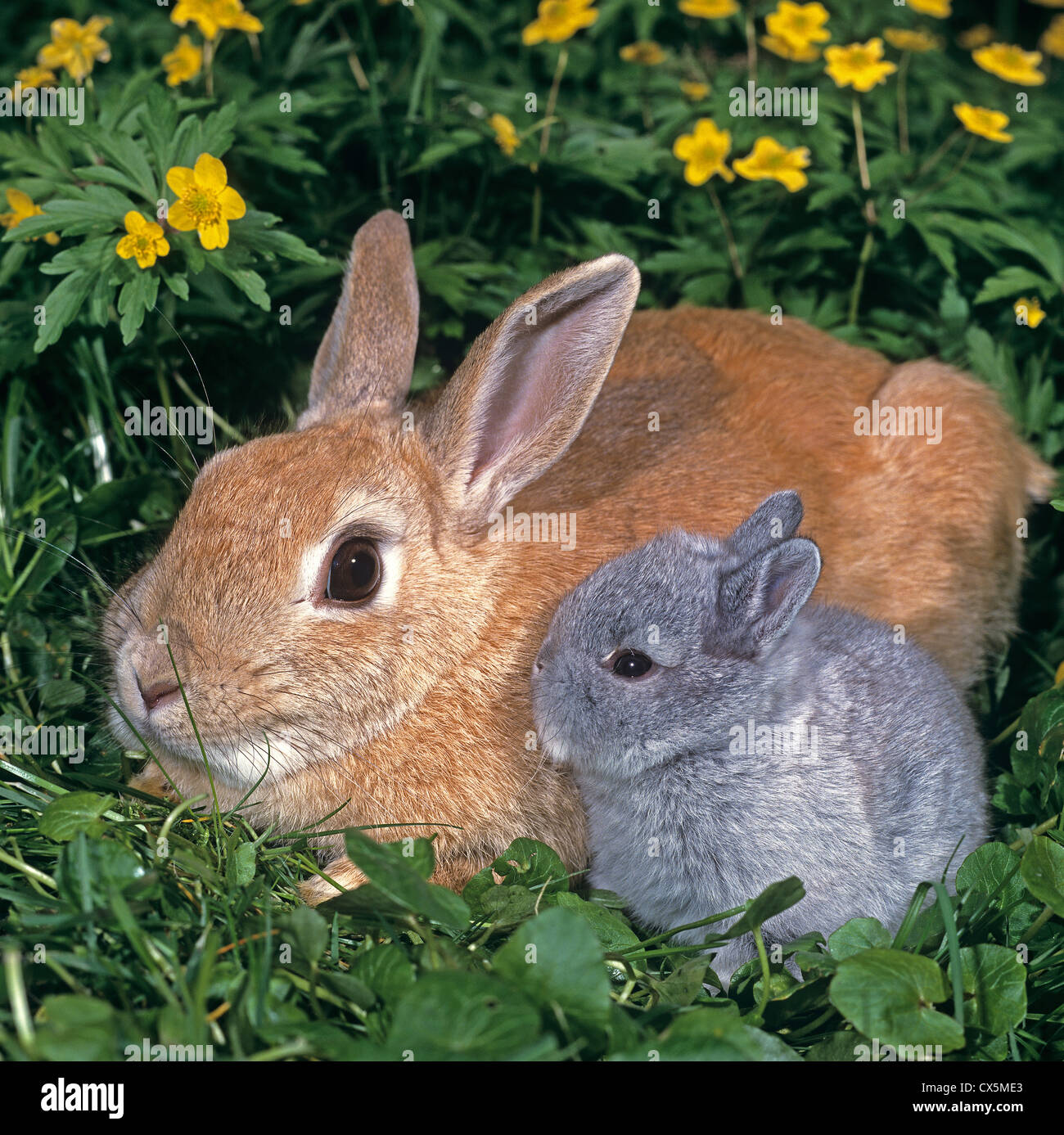 Dwarf Rabbit with young in a flowering meadow Stock Photo