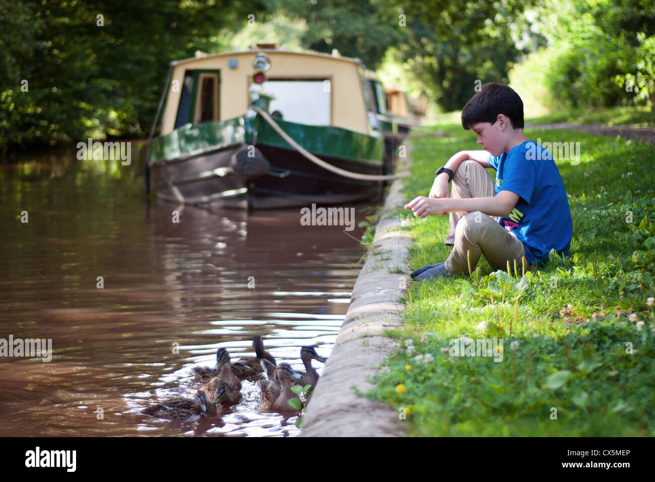 A young boy (10 years) sitting on a grassy canal bank feeding ducks with a canal boat behind Stock Photo