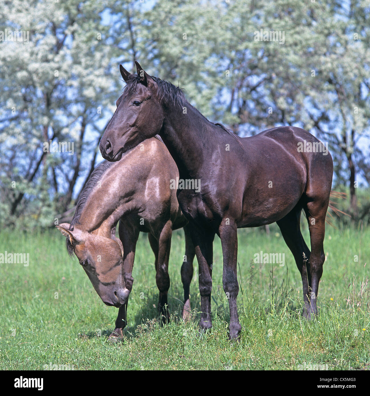 Austrian Partbred Stock Photo