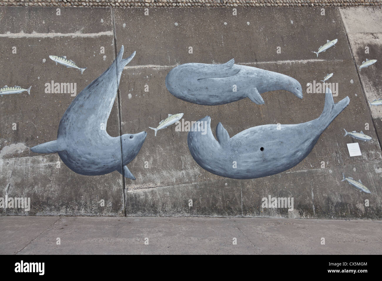 Mural Seals & Fish Stock Photo Alamy