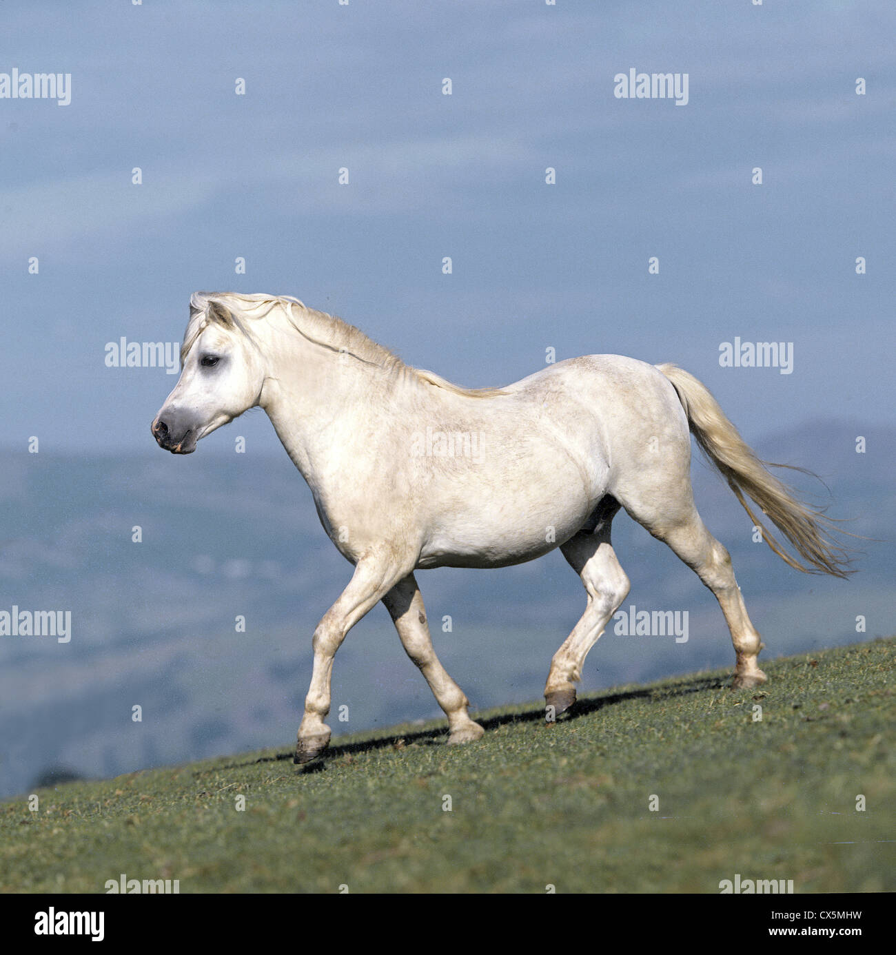 Welsh Mountain Pony Stock Photo