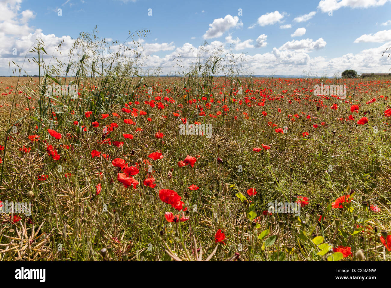 RED/SCARLET POPPIES GROWING IN FILED OF OIL SEED RAPE IN SUMMER IN WILTSHIRE ENGLAND UK Stock Photo