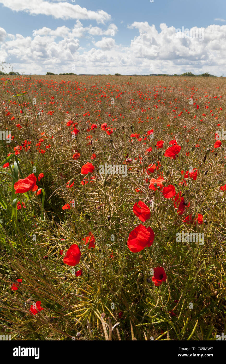 CLOSE UP OF RED POPPIES IN FIELD OF OIL SEED RAPE WILTSHIRE ENGLAND UK