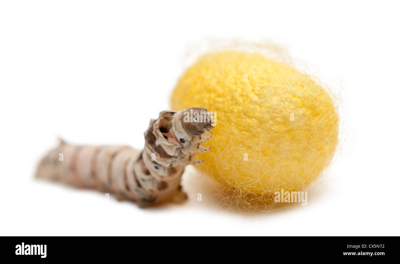 Larvae hi-res stock photography and images - Page 2 - Alamy