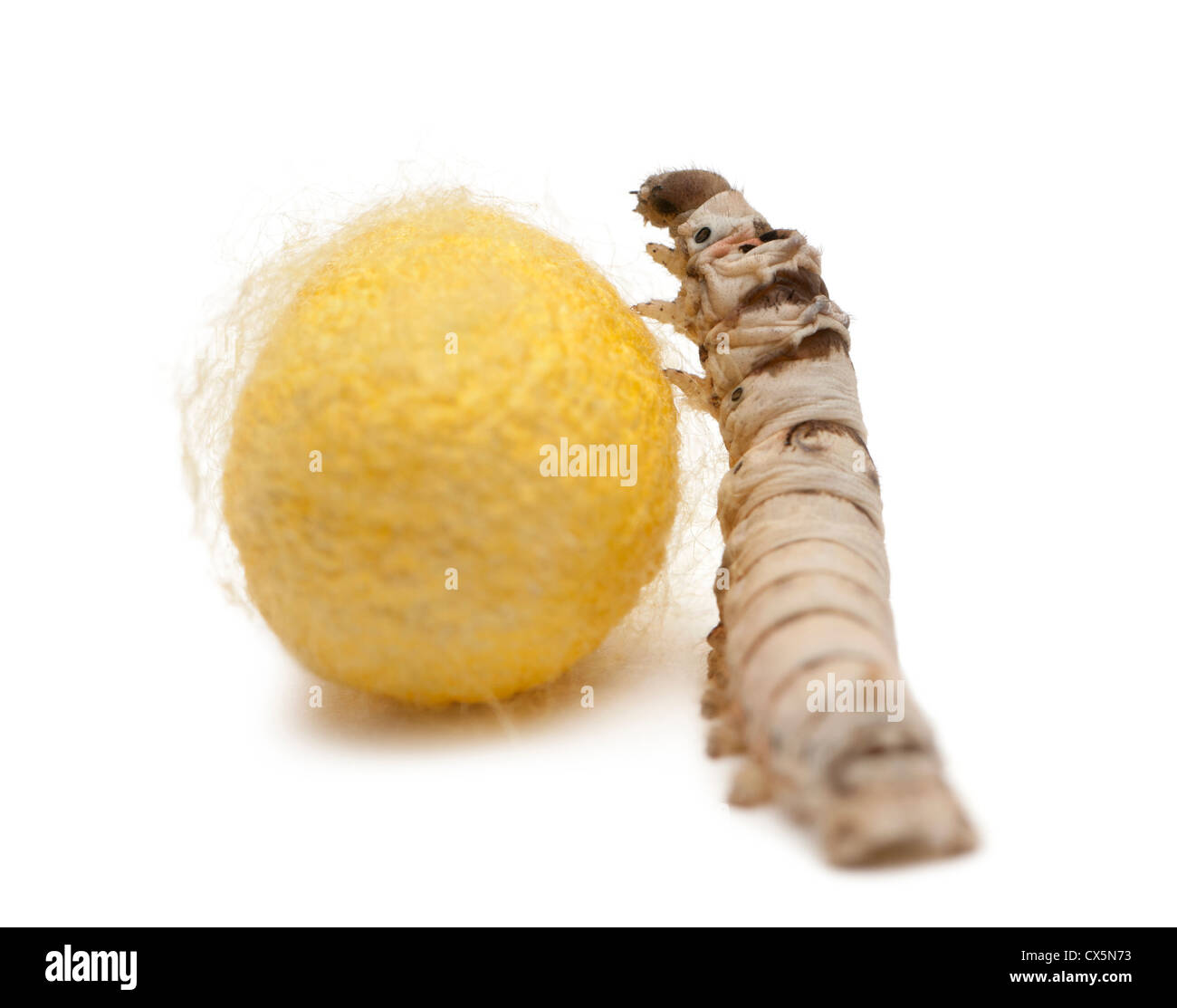Silkworm larvae caterpillar, Bombyx mori, and cocoon against white background Stock Photo