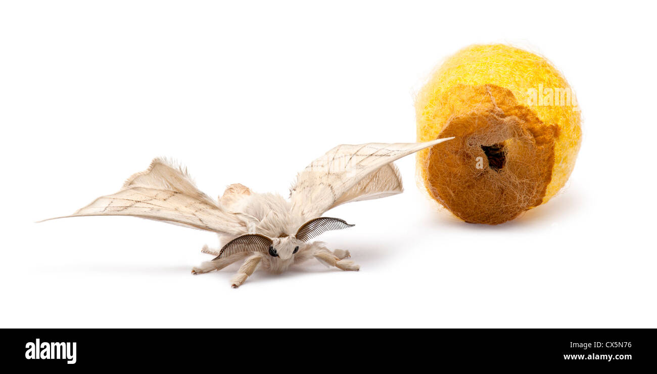 Domesticated silkmoth, Bombyx mori, next to it's own cocoon against white background Stock Photo