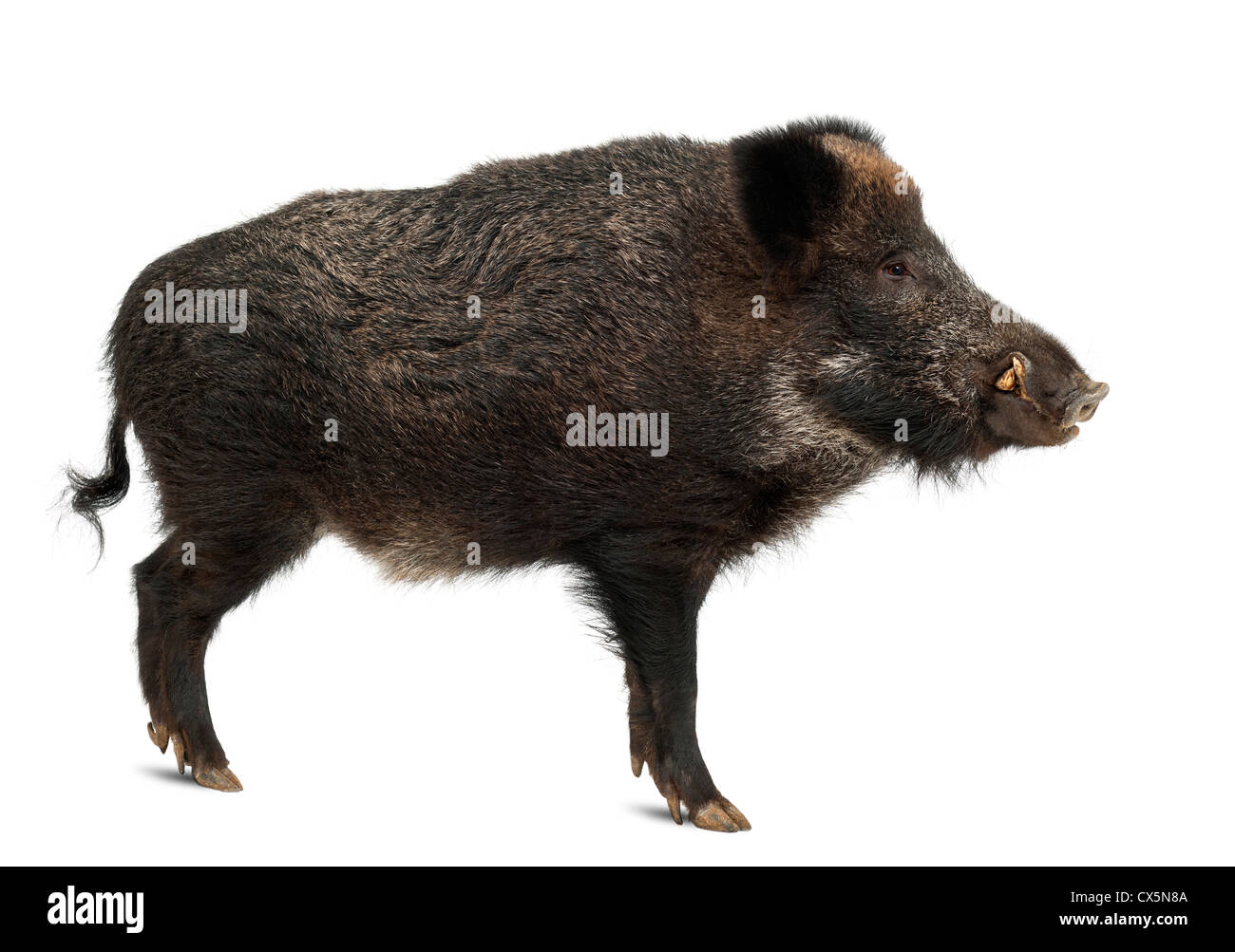 Wild boar, also known as wild pig, Sus scrofa, 15 years old, standing against white background Stock Photo