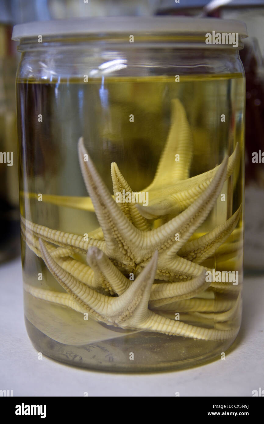 Preserved deep sea starfish in alcohol in a glass jar Stock Photo