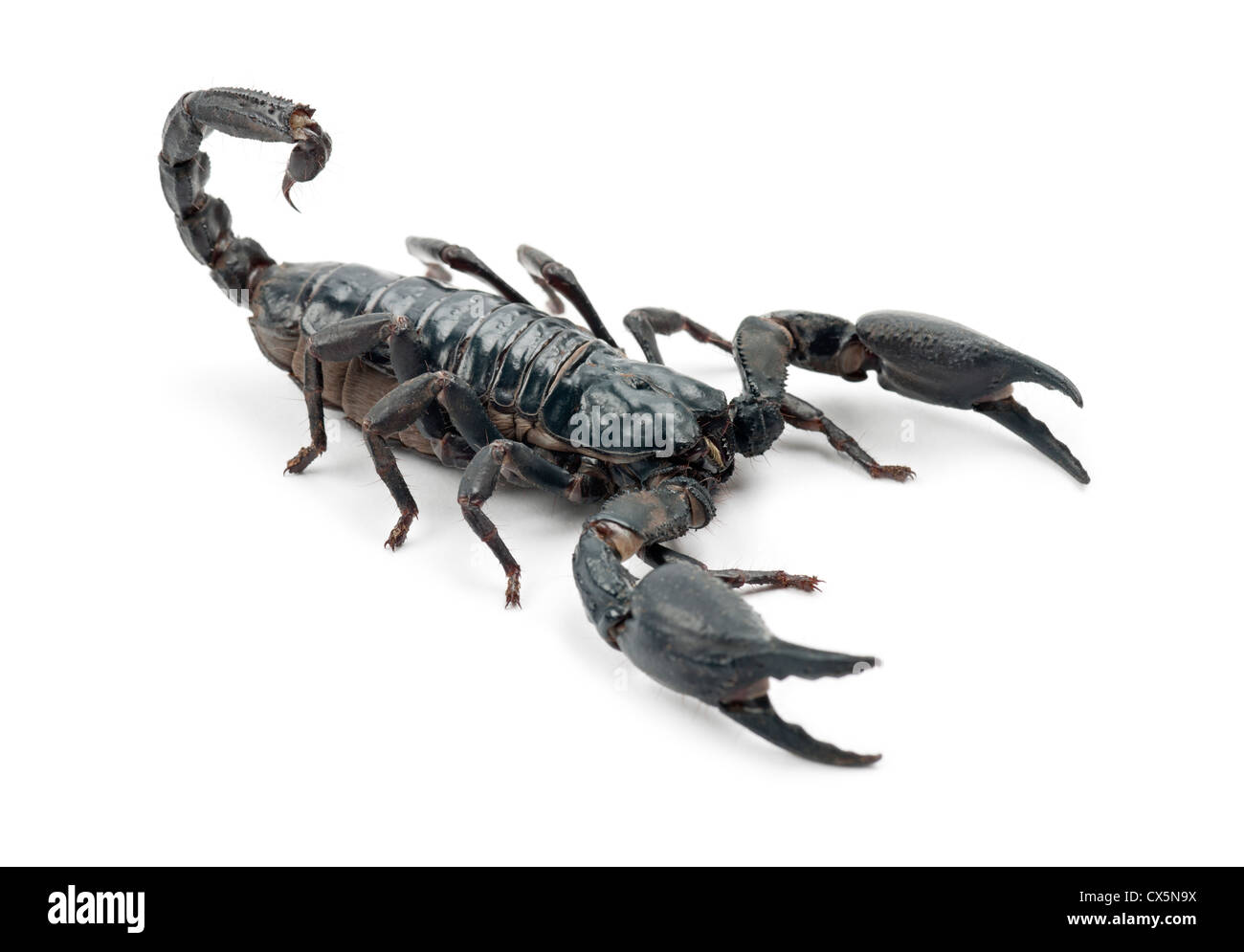 emperor scorpion pandinus imperator against white background CX5N9X