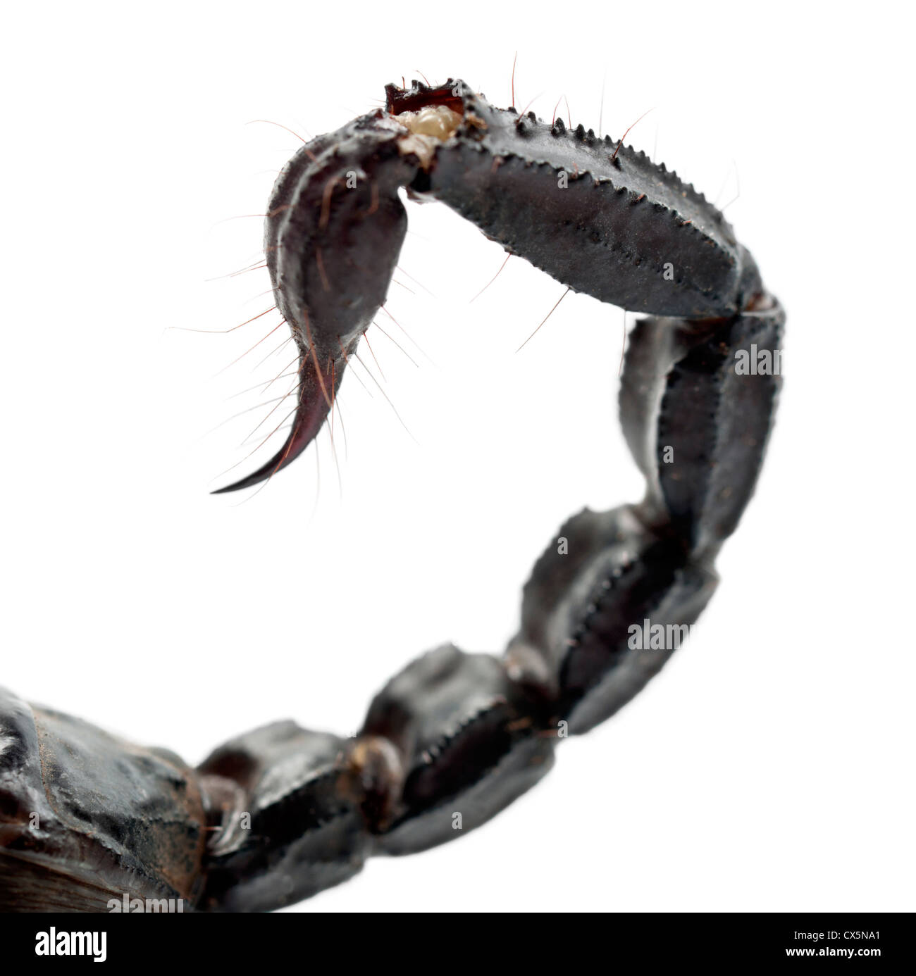 Emperor Scorpion, Pandinus imperator, close up of tail against white background Stock Photo