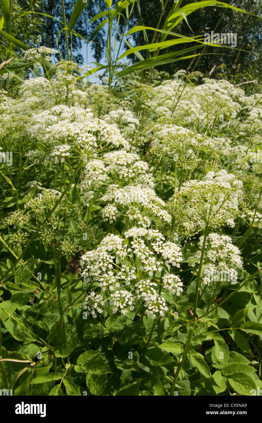 Cow Parsley Anthriscus sylvestris wild chervil, wild beaked parsley, keck, or Queen Anne's lace