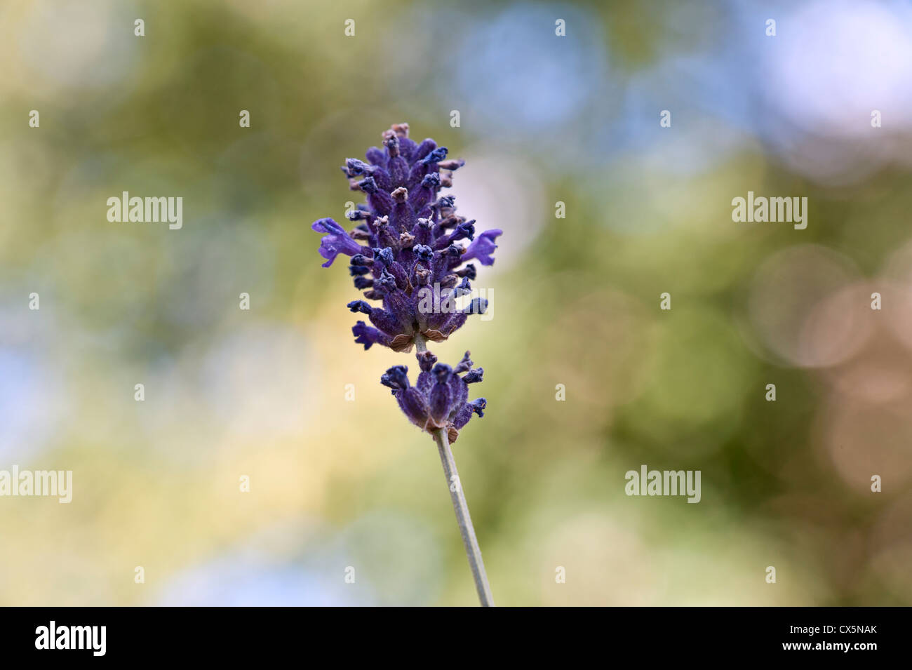 Lavender augustifolia hires stock photography and images Alamy