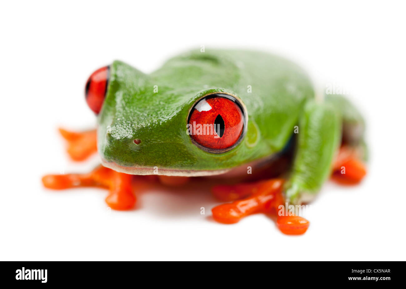 Red-eyed Treefrog, Agalychnis callidryas, against white background Stock Photo