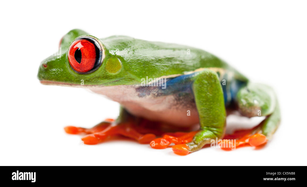 Red-eyed Treefrog, Agalychnis callidryas, against white background Stock Photo