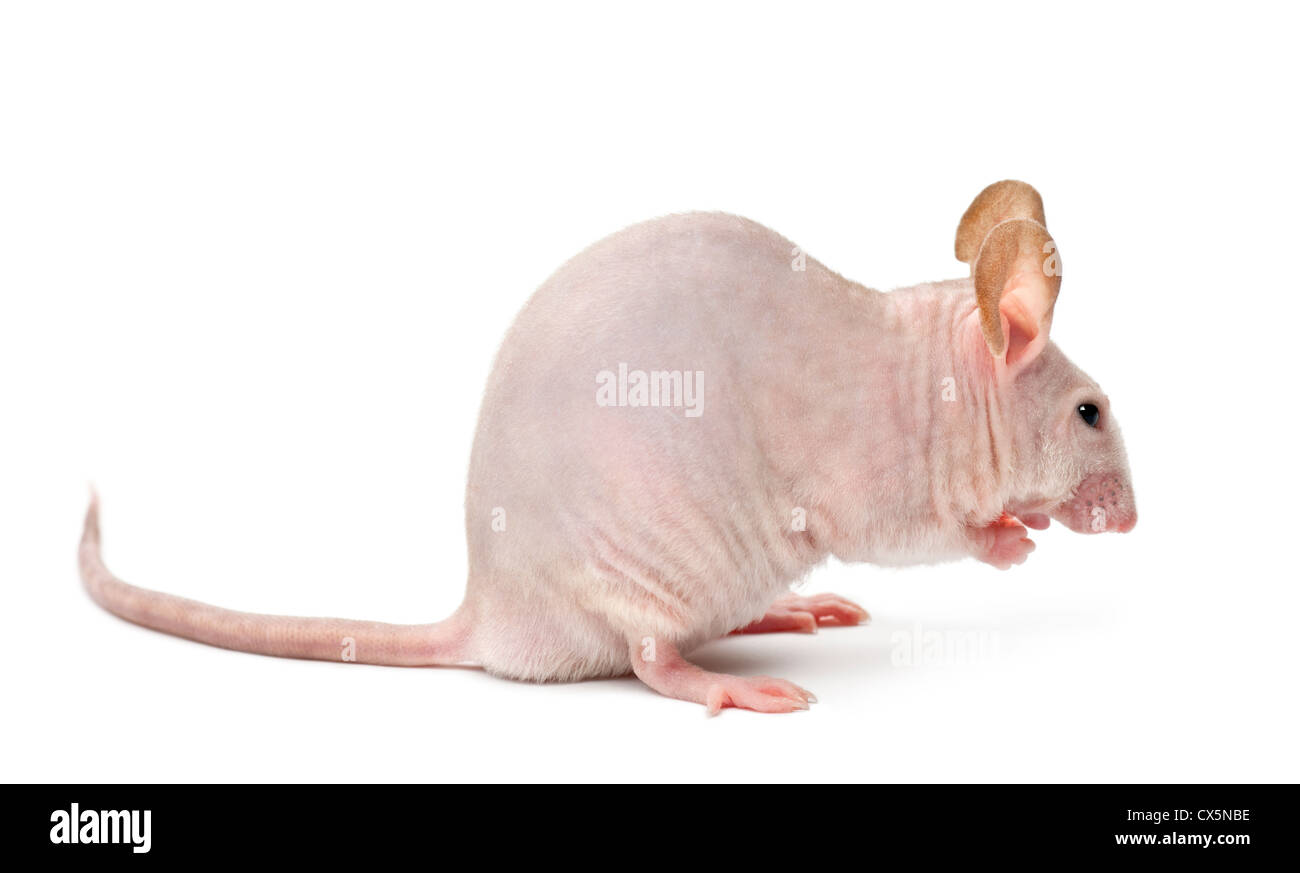 Hairless skin hi-res stock photography and images - Page 2 - Alamy