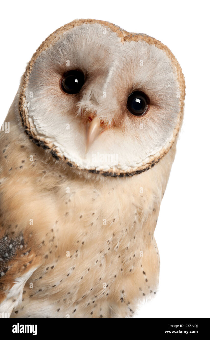 Barn Owl,Tyto alba, 4 months old, portrait against white background Stock Photo