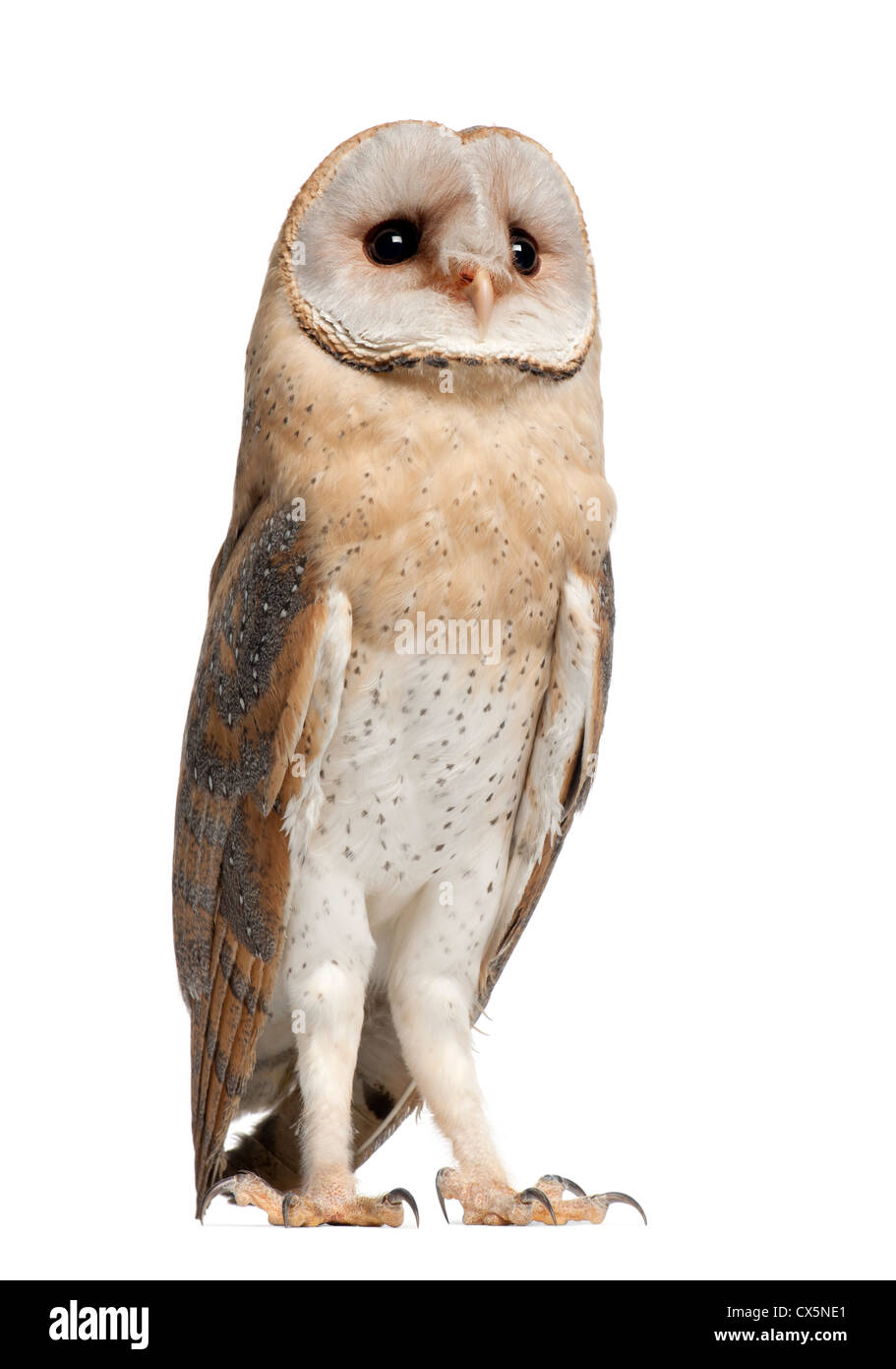 Barn Owl,Tyto alba, 4 months old, standing against white background Stock Photo