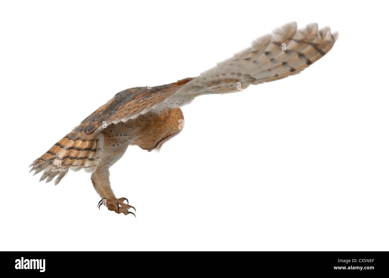 Barn Owl,Tyto alba, 4 months old, flying against white background Stock Photo