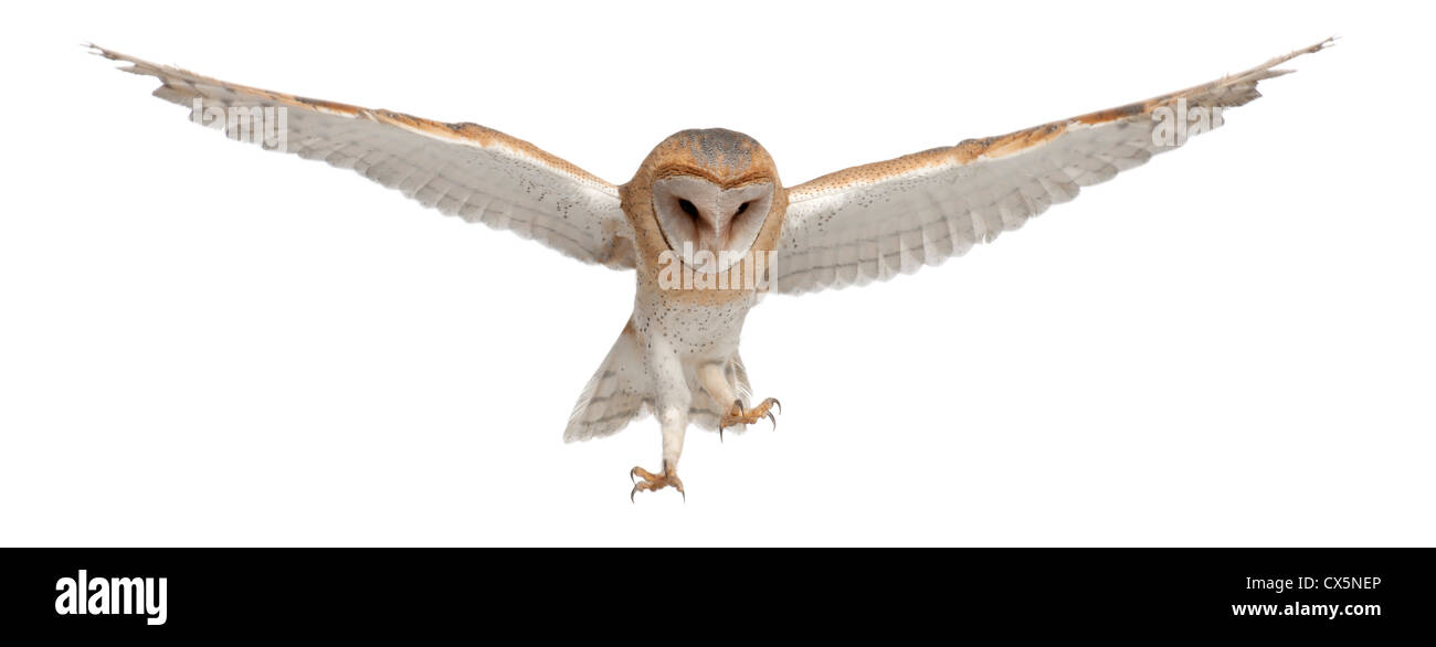 Barn Owl,Tyto alba, 4 months old, flying against white background Stock Photo