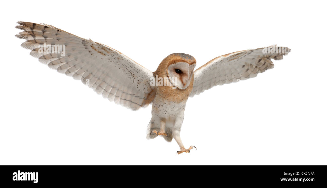 Barn Owl,Tyto alba, 4 months old, flying against white background Stock Photo