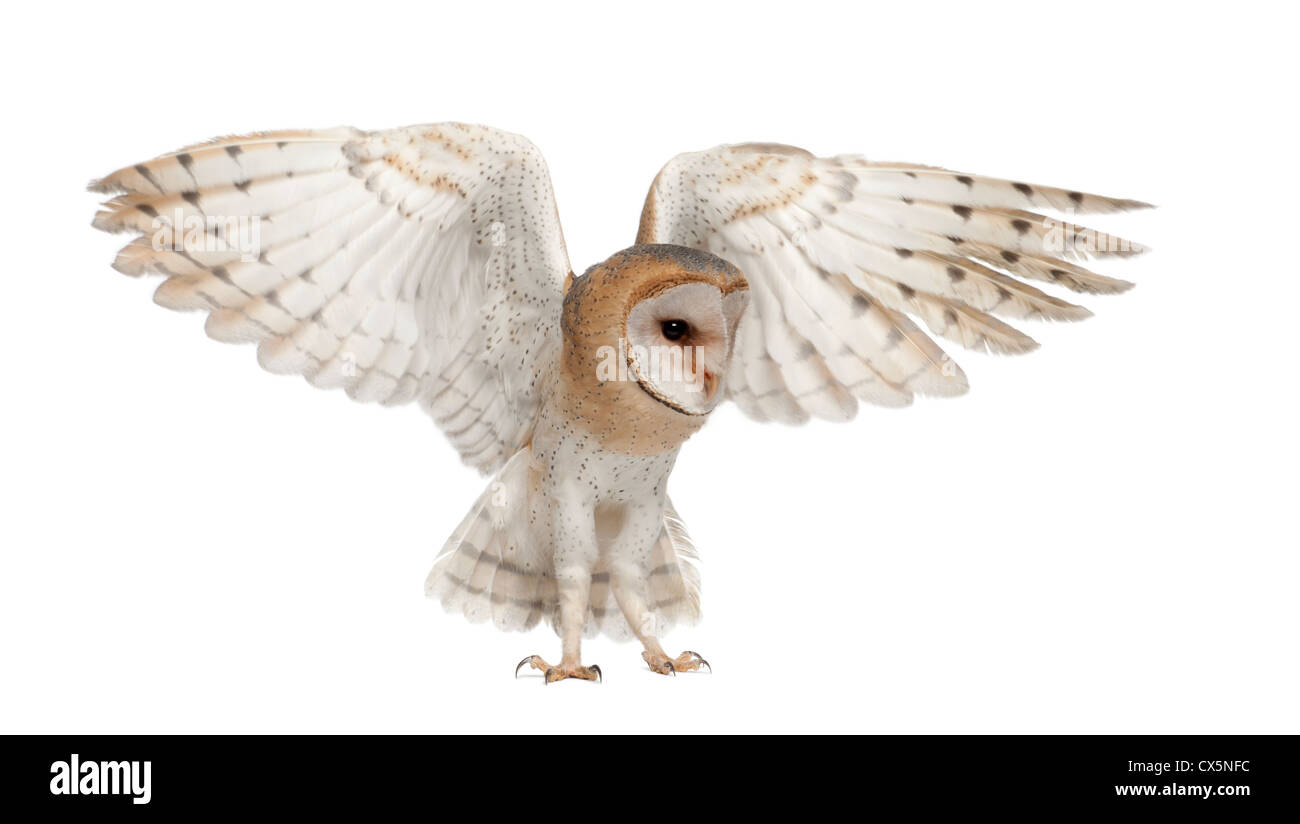 Barn Owl,Tyto alba, 4 months old, stretching wings against white background Stock Photo