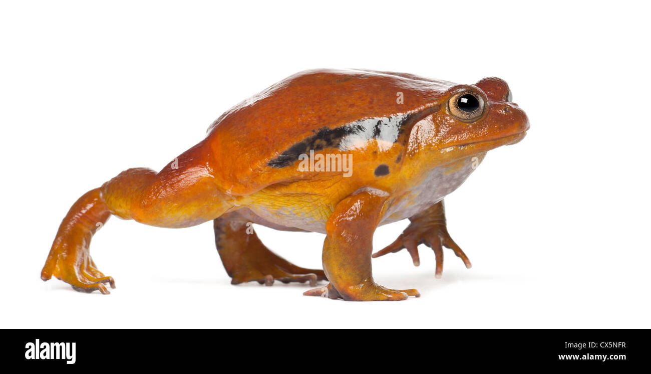 False Tomato Frog, Dyscophus guineti, against white background Stock