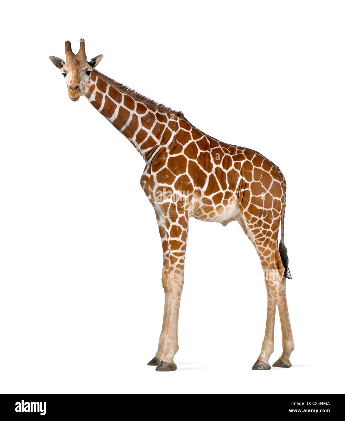 Somali Giraffe often known as Reticulated Giraffe (Giraffa camelopardalis reticulata) 2 and a half years old on white background Stock Photo