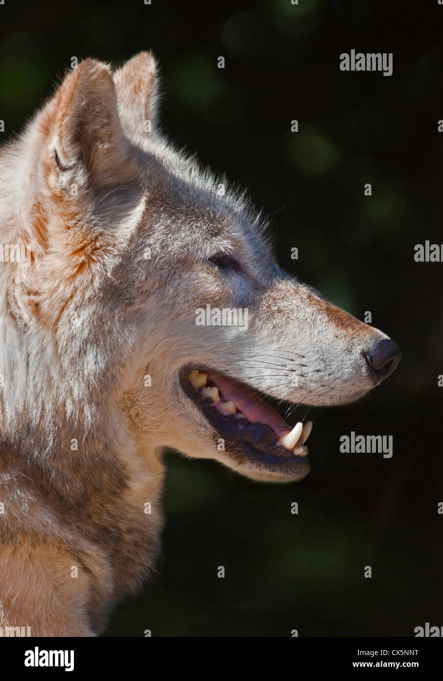 Grey Wolf (canis lupus) Stock Photo