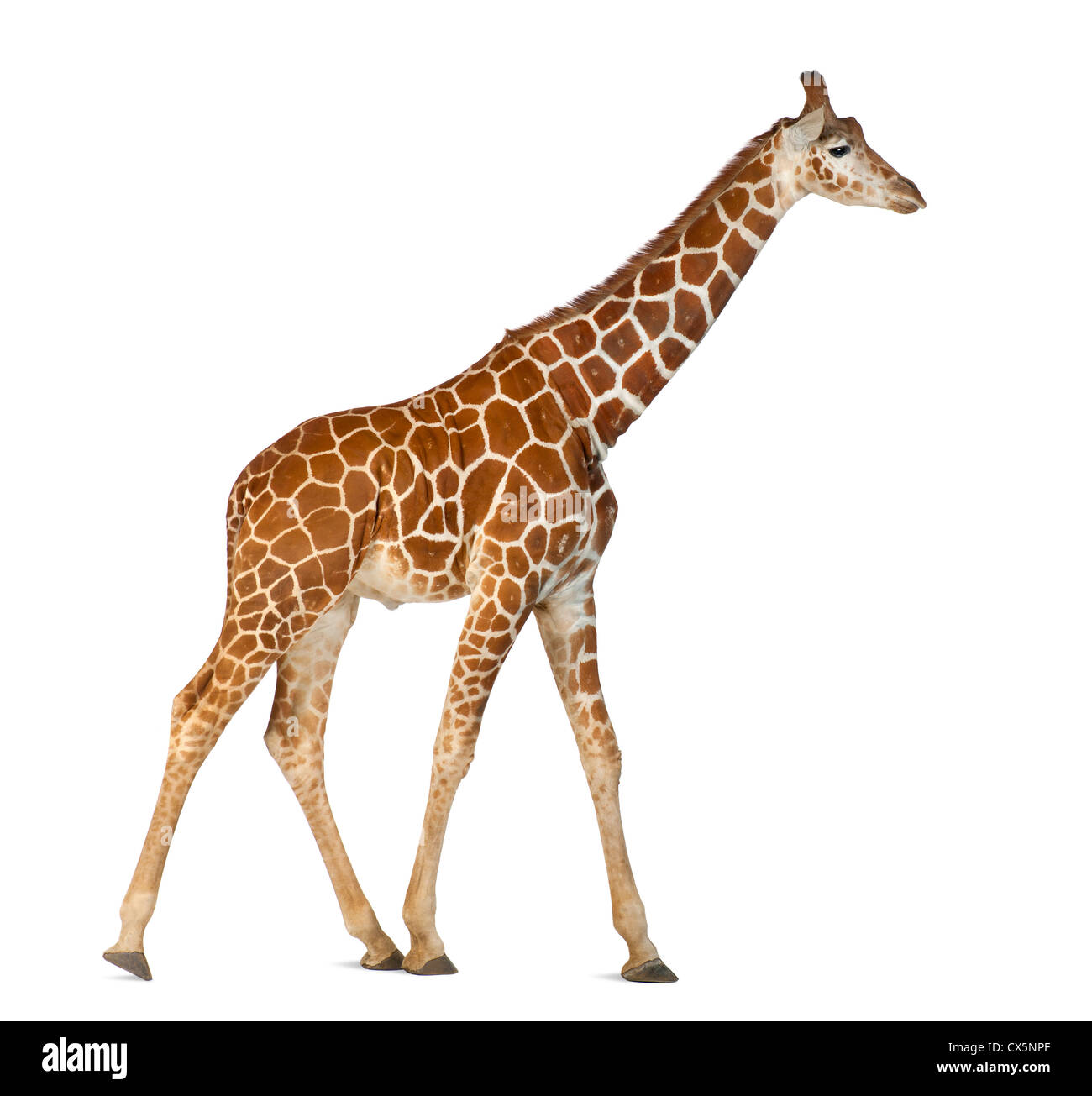 Somali Giraffe often known as Reticulated Giraffe (Giraffa camelopardalis reticulata) 2 and a half years old on white background Stock Photo