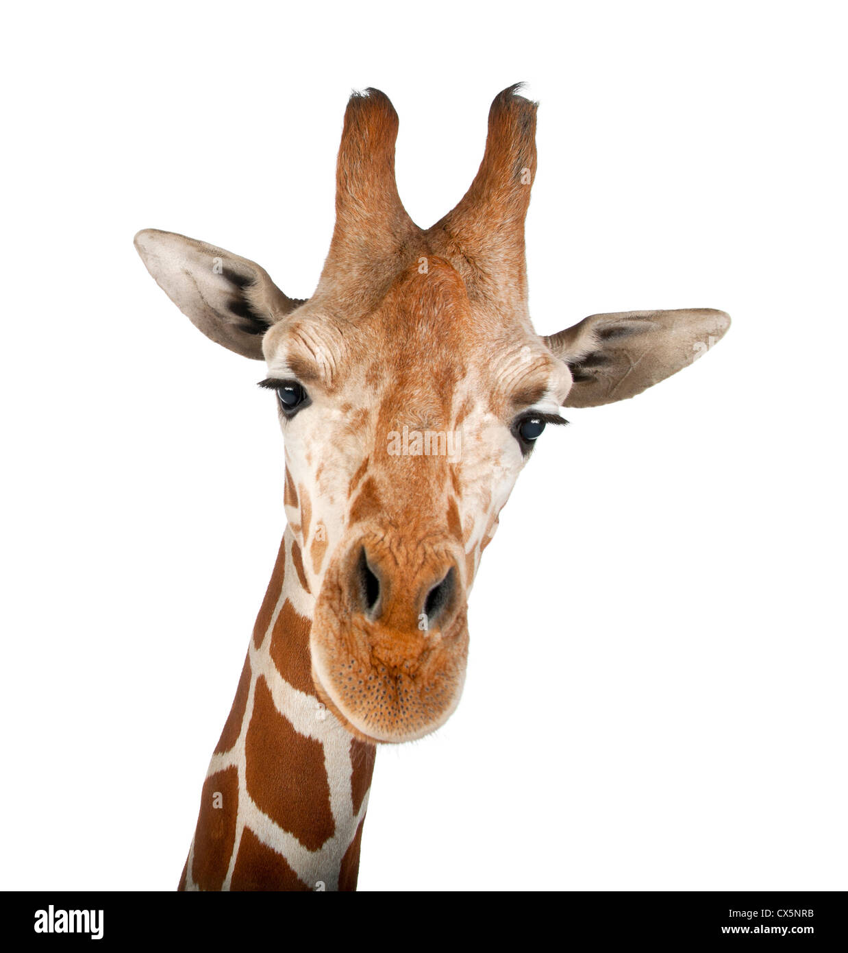 Somali Giraffe often known as Reticulated Giraffe (Giraffa camelopardalis reticulata) 2 and a half years old on white background Stock Photo