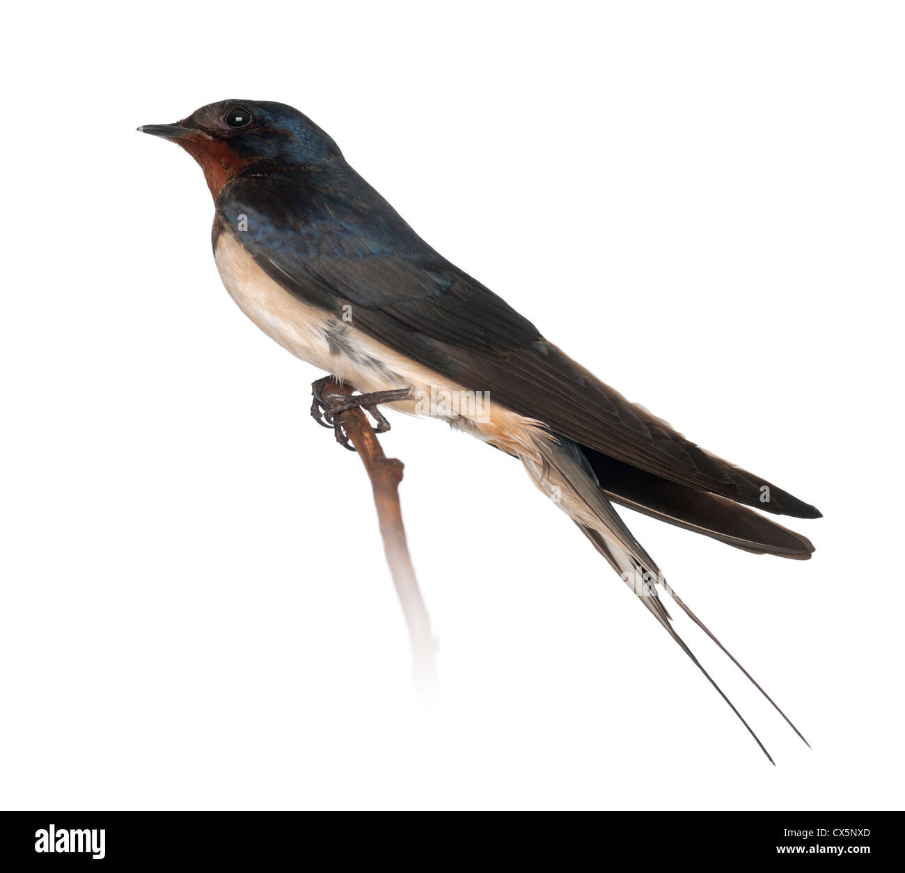 Barn Swallow, Hirundo rustica, perching against white background Stock Photo