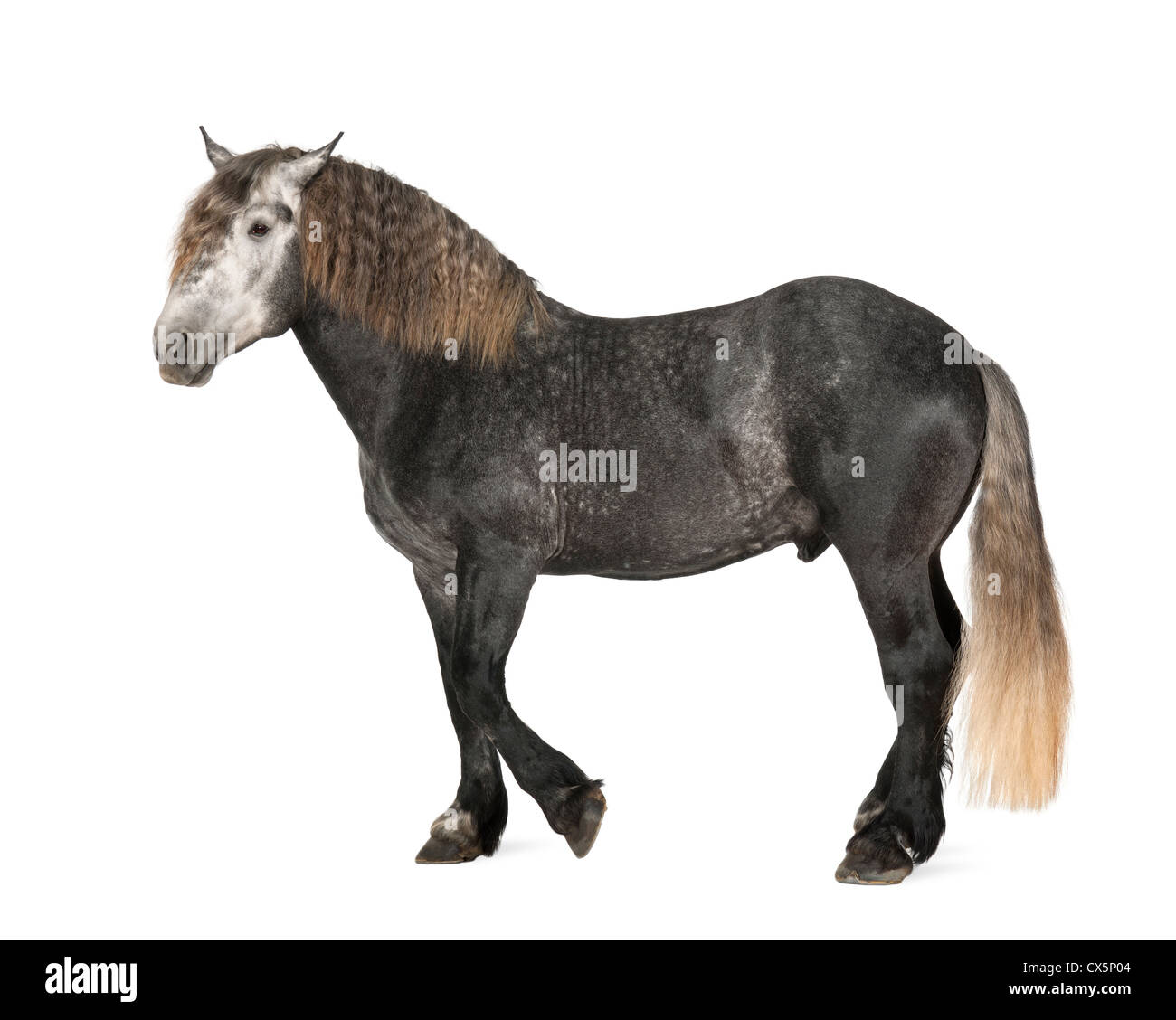 Percheron , 5 years old, a breed of draft horse standing against white background Stock Photo