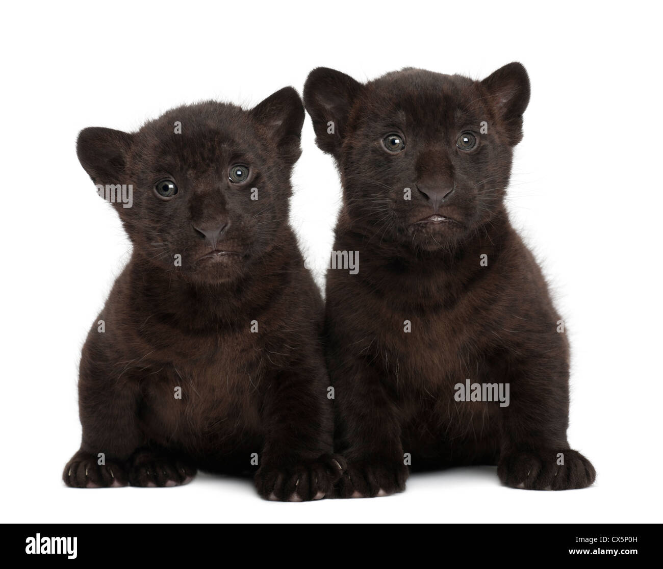 Jaguar cubs, 2 months old, Panthera onca, sitting against white background Stock Photo