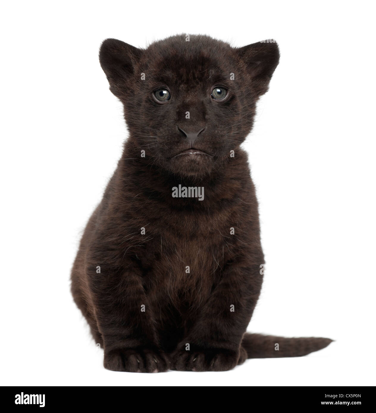 Jaguar cub, 2 months old, Panthera onca, sitting against white background Stock Photo